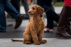 Pup hanging at the Volvo